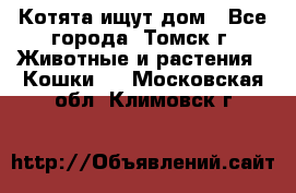 Котята ищут дом - Все города, Томск г. Животные и растения » Кошки   . Московская обл.,Климовск г.